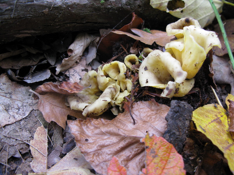 Craterellus cornucopioides var. flavicans